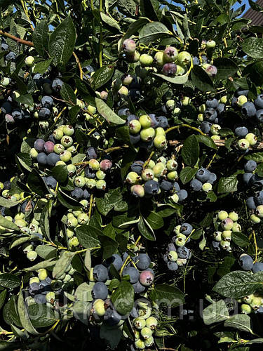 Купить Саженцы голубики 3 летние сорт Блюголд, 3 литры, цена 120 ...