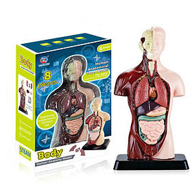 Анатомічна модель Людського тіла від Obetty (106-375)