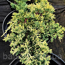 Ялівець Голден Карпет / Juniperus Golden Carpet, фото 5