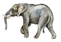 Наклейка для ростовой фигуры "Сафари. Слон реальный" 80х53см (без обреза по контуру)