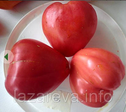 Насіння томату Новий великий гном (New Big Dwarf) 15 насіння, фото 1