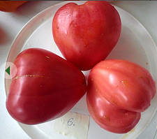 Насіння томату Новий великий гном (New Big Dwarf) 15 насіння