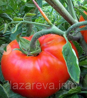 Насіння томату Пори року 15 нас, фото 1
