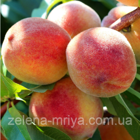 Персик Вайн Голд (середнього терміну дозрівання), фото 1