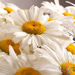 Ромашка сушена подрібнена, 500г