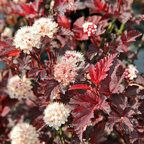 Саджанці Пухироплідника калинолистного Ред Барон (Physocarpus opulifolius Red Baron) С2