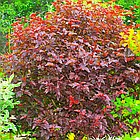 Саджанці Пухироплідника калинолистного Ред Барон (Physocarpus opulifolius Red Baron)  С2, фото 2