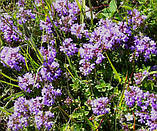 Настоянка на нирках сосни 100 мл., фото 4