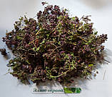 Чина чорна рідкий екстракт 100 мл., фото 2