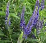 Подорожника олійний екстракт. 100 мл., фото 3