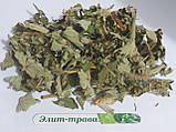 Шавлія лікарського олійного екстракт (Salvia officinalis). 100 мл., фото 2