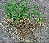 Екстракт Чорного Горіха на меді акації 250 мл., фото 3