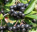 Чорноплідна горобина(аронія) 100 грам, фото 2