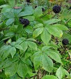 Настоянка на нирках бузку 100 мл., фото 3