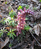 Фітосироп Монастирський для здоров'я нирок 200 мл, фото 3