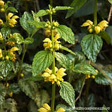 Магнієва олія Bisheffect. Розчин магнієво-мінеральний, 250 ml, фото 3