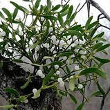 Марисан бальзам-спрей у разі нежитю по 10 мл у флак., фото 3