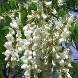 Краплі очні аюрведичні для відновлення зору, від катаракти та глаукоми ISOTINE 10мл JAGAT АЙСОТІН, фото 3