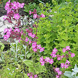 Гіпернорм-біол (120 шт), фото 3