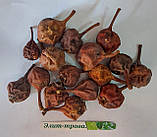 Лабазник (таволга) настойка (Filipendula 200 мл., фото 3