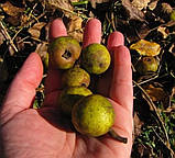 Лабазник (таволга) настойка (Filipendula 200 мл., фото 5