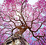 Катуаба кора 100 гр., фото 3