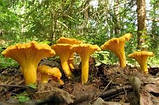 Лисички-гриби сушені 50 грам, фото 3