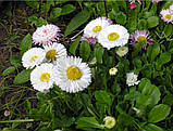 Маргаритка лікарська трава/квіти 50 грам, фото 2