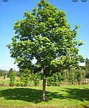 ДЖЕТ Бальзам Універсальний — Бальзам для всіх типів ран і опіків 30 мл., фото 3