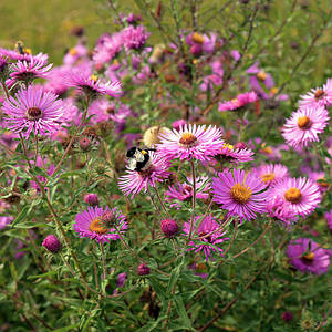 Айстра кущова 'Kassel'. Контейнер 0,5 л