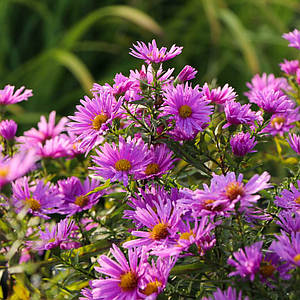 Айстра кущова 'Peter Harrison'. Контейнер 1 л