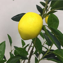 Лимон сорт Дженоа, фото 2