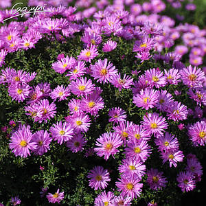 Айстра кущова 'Rosenwichtel'. Контейнер 0,5 л