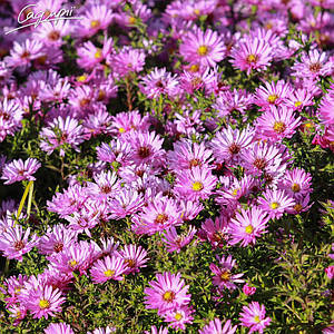 Айстра кущова 'Rosenwichtel'. Контейнер 2л