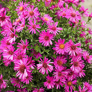 Айстра кущова 'Starlight'. Контейнер 2 л