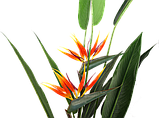 Штучна рослина Engard Strelitzia, 140 см (DW-09), фото 5