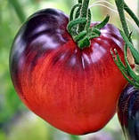 Насіння томату Сержант Пеппер (Sgt Pepper's) 15 насінин, фото 2