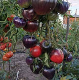 Насіння томату Сержант Пеппер (Sgt Pepper's) 15 насінин, фото 3