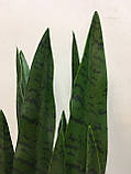 Штучна рослина Engard Sansevieria, 65 см (DW-10), фото 4