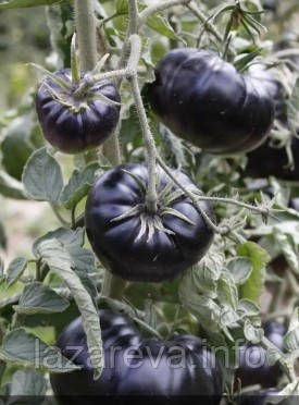 Насіння томату Чорна краса 15 насінин, фото 1