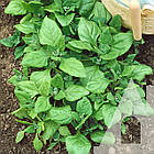 Насіння Шпинат Новозеландський Садиба центр 15 шт, фото 2