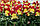 Насіння антірінума Снеппі F1, 50 шт., червоно-жовтий карликовий, фото 2