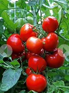 Насіння томату Агронавт 30 насінин, фото 1