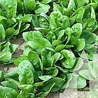 Насіння Шпинат Садиба центр 10 г, фото 2