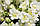 Насіння антірінума Твінні F1, 50 шт., білий махровий, карликовий, фото 2