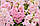 Насіння антірінума Твінні F1, 50 шт., яблуневий цвіт, махровий, карликовий, фото 3