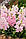 Насіння антірінума Твінні F1, 50 шт., яблуневий цвіт, махровий, карликовий, фото 2