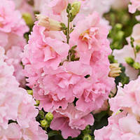 Насіння антірінума Твінні F1, 50 шт., яблуневий цвіт, махровий, карликовий