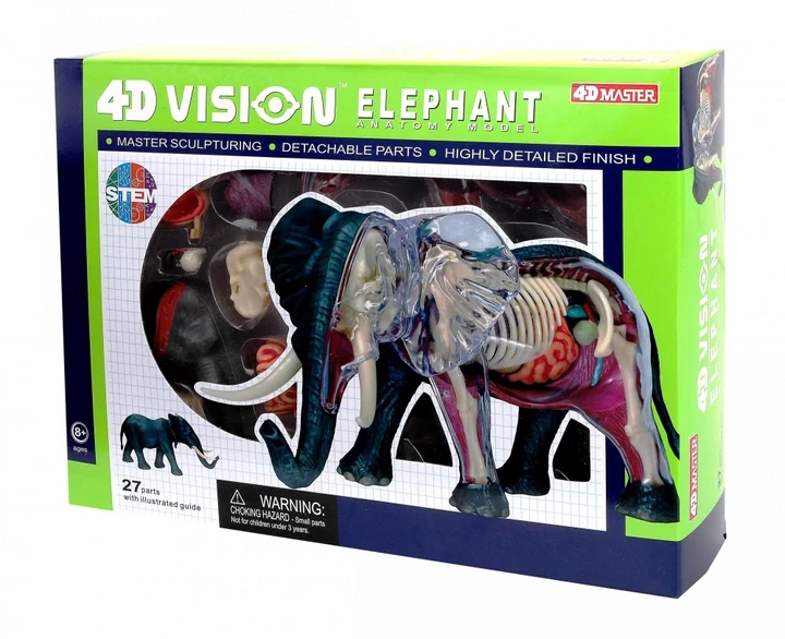 Об'ємна анатомічна модель 4D Master Слон (FM-622037), фото 1