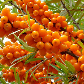 Саджанці обліпихи сорт Єва 2 річні, контейнер 1,5 л, фото 2